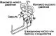 Basic checks and adjustments — connecting the measuring manifold